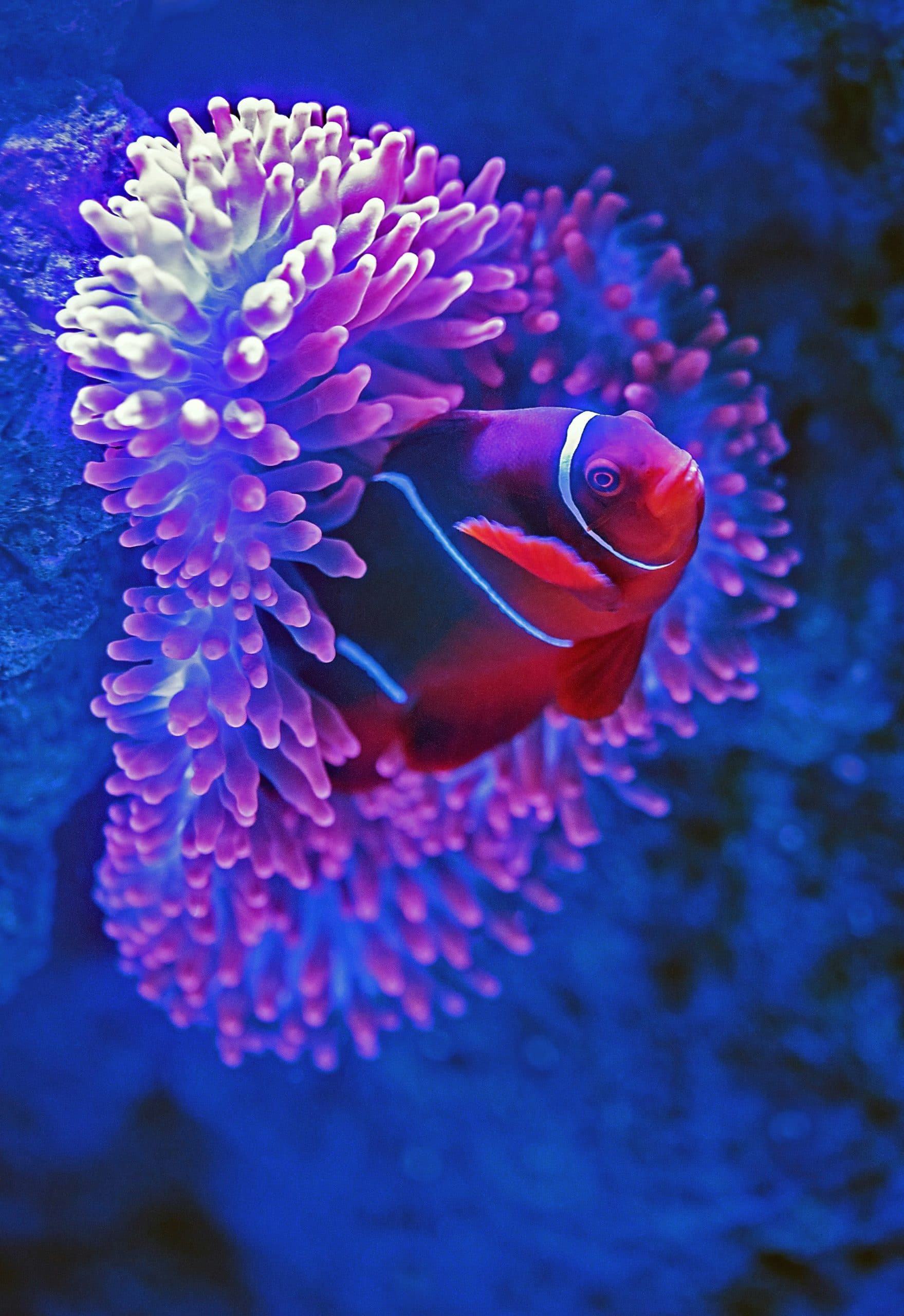 Exploring The Health Benefits Of Regular Fish Oil Intake
